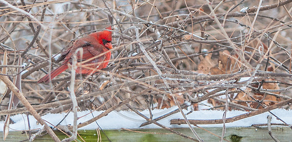 Snow Days 2017 (c)PicsbyJax snow whatisee shootandediteveryday-0012.jpg