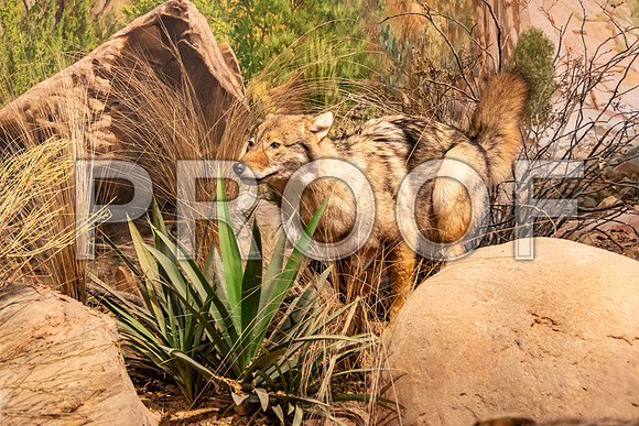 Wonders of Wildlife National Museum and Aquarium (C) PicsbyJax #wondersofwildlife #springfieldmo #picsbyjax -8946.jpg