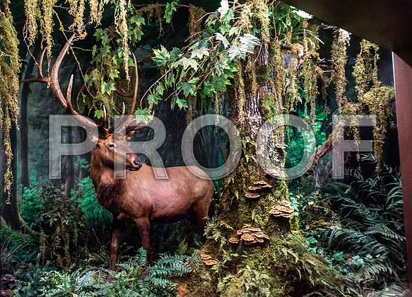 Wonders of Wildlife National Museum and Aquarium (C) PicsbyJax #wondersofwildlife #springfieldmo #picsbyjax -8954.jpg