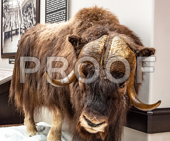 Wonders of Wildlife National Museum and Aquarium (C) PicsbyJax #wondersofwildlife #springfieldmo #picsbyjax -8967.jpg