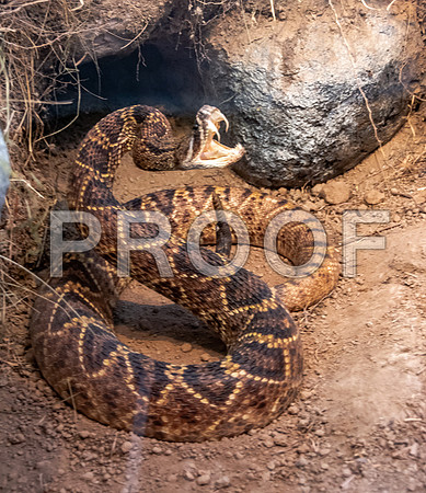 Wonders of Wildlife National Museum and Aquarium (C) PicsbyJax #wondersofwildlife #springfieldmo #picsbyjax -9007.jpg
