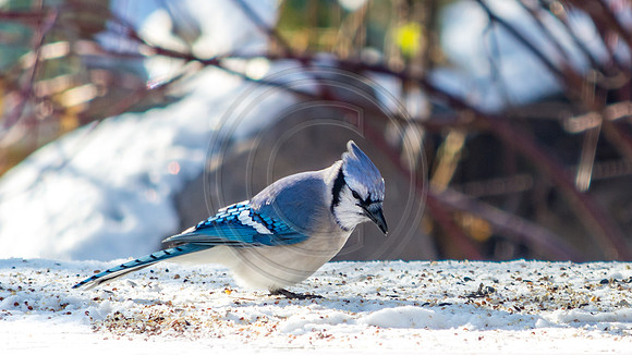Snow Birds (c)PicsbyJax #snow #birds #wildlife #picsbyjax-0874.jpg